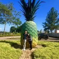 Del Monte Pineapple Plantation